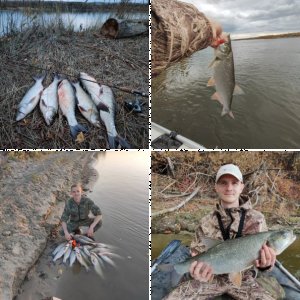 Отчет рыбалки в родных краях у Дона - 07.11.2024
