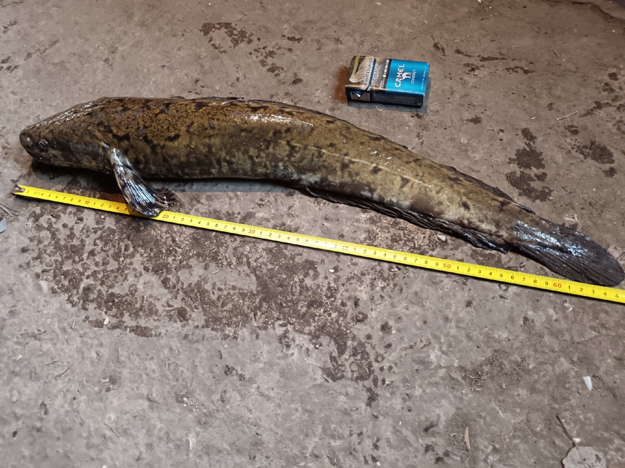 Джиг в Бахтияровке 2025