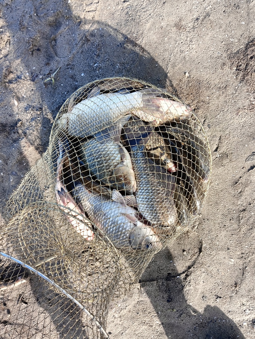 Карась на Бобрах затон