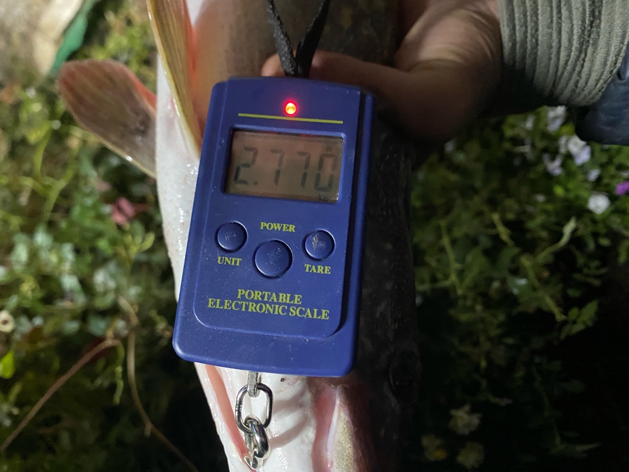 Щука на 2.700 кг