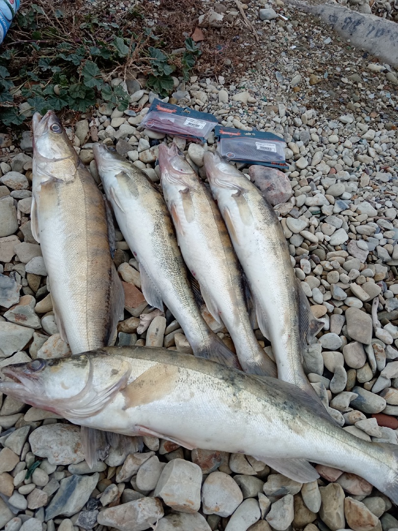 Судак в районе Камышина