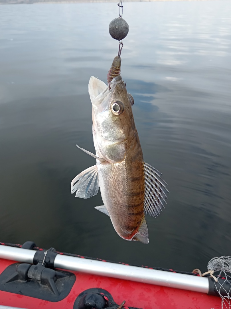 Судак в Волгоградском водохранилище